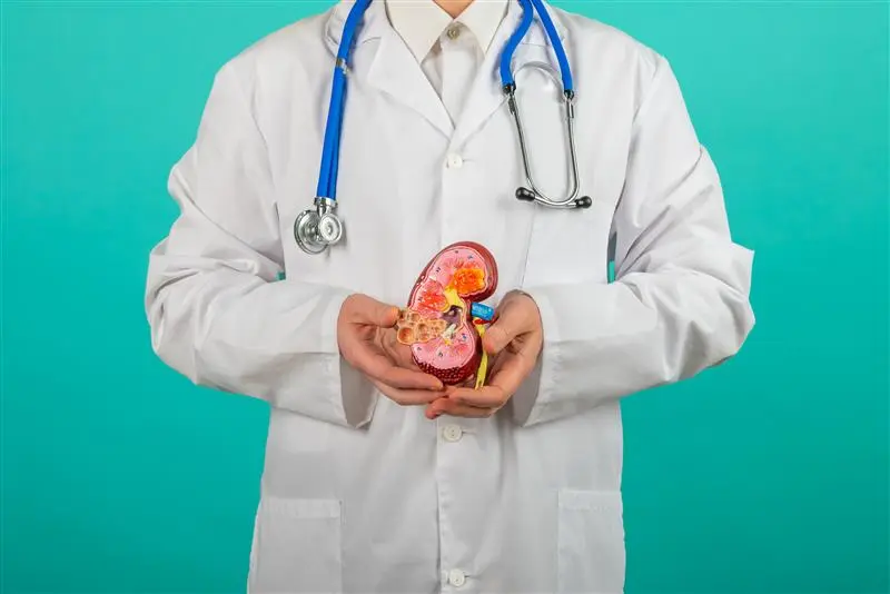 Kidney Function